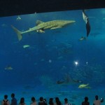 IMG_5526-1