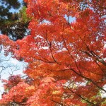 s-IMG_0124