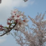 IMG_0092