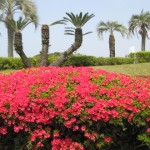 IMG_0100