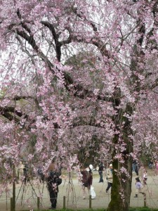 枝垂れ桜 枝垂れ桜