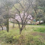 遊びの広場の桜