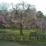 花の広場の枝垂れ桜