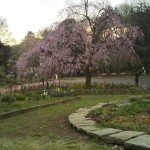 枝垂れ桜