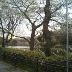 池をのぞむ