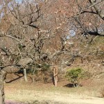 20101229 030