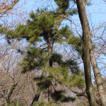 20101229 032