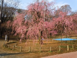 20110402 009