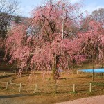 20110402 009