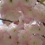 27418-0桜を見る会